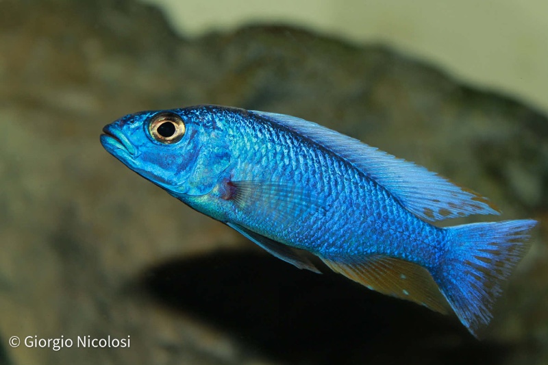 Sciaenochromis fryeri 'Likoma Island'